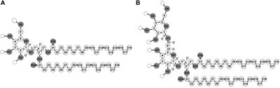 Lipid/water interface of galactolipid bilayers in different lyotropic liquid-crystalline phases